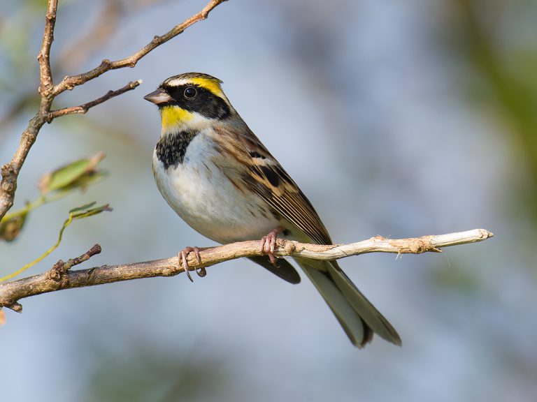 Yellow-throated Bunting - Shanghai Birding 上海观鸟