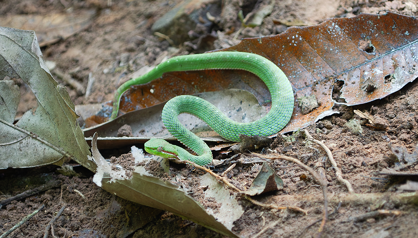 Gumprecht's Green Pit Viper
