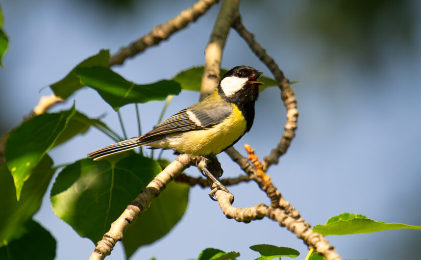 Our Team Achieved China’s Easternmost eBird Record of Great Tit