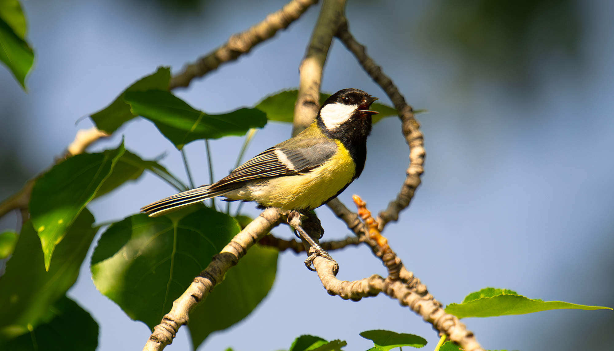 Great Tit & Turkestan Tit in China - Shanghai Birding 上海观鸟