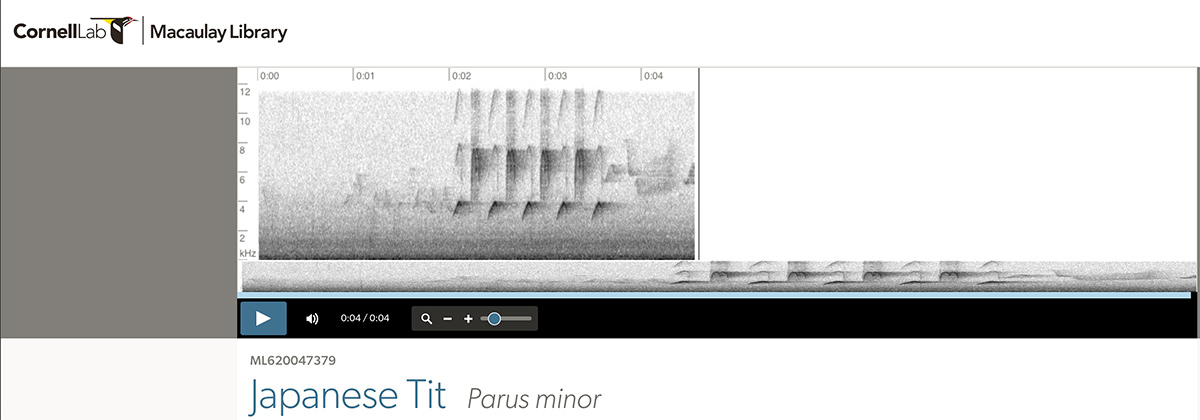 screenshot of Japanese Tit spectrogram