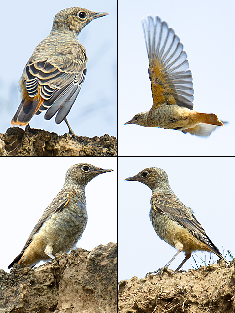 Common Rock Thrush