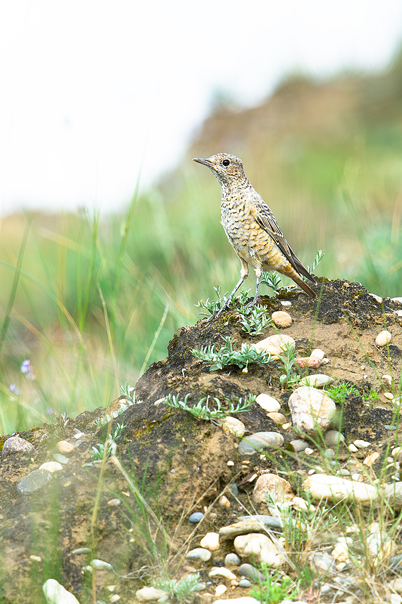 Common Rock Thrush