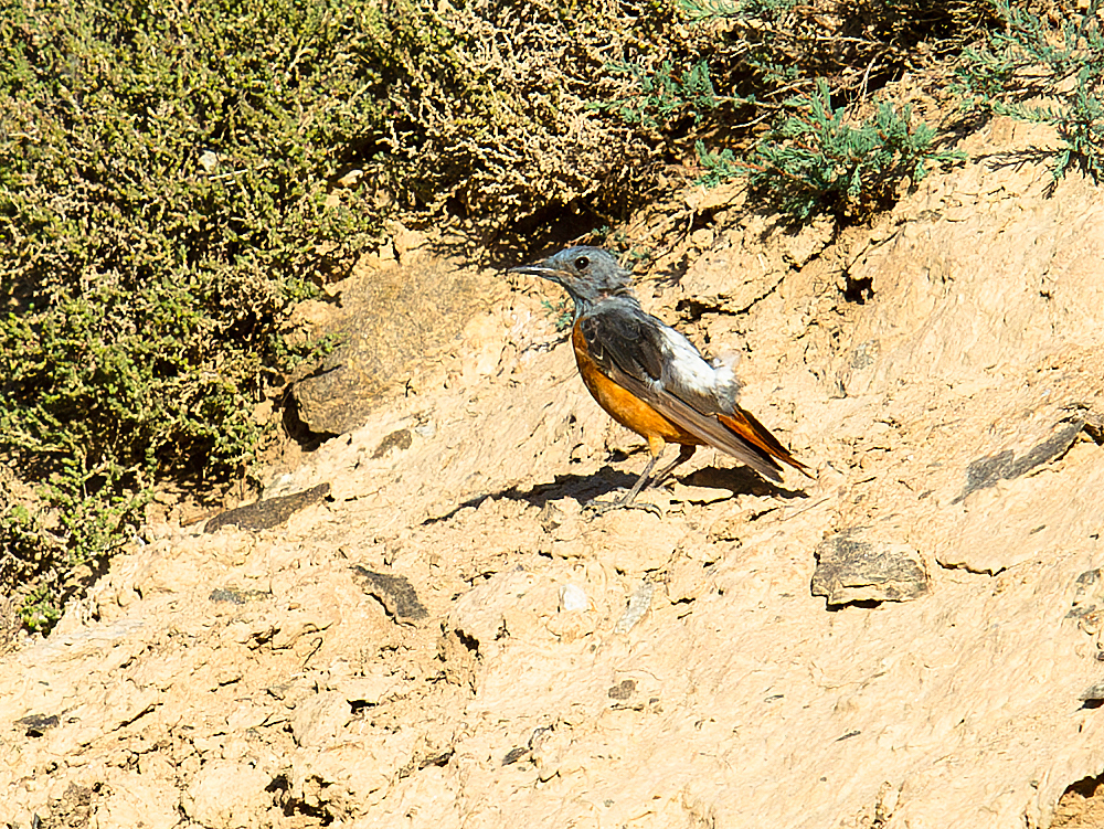 Common Rock Thrush