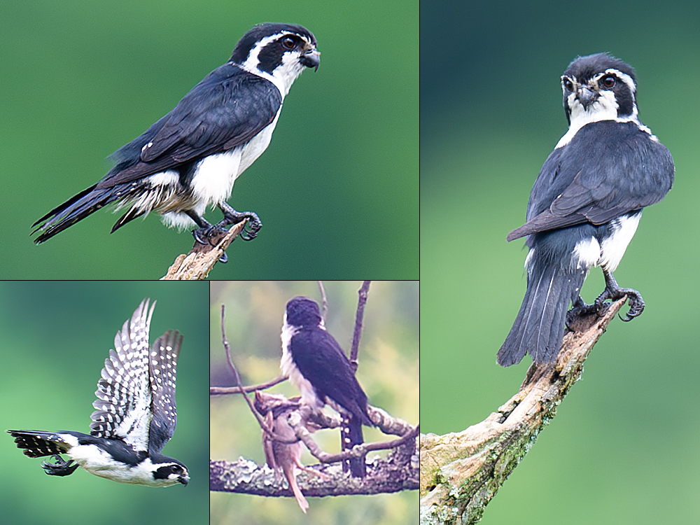 Pied Falconet