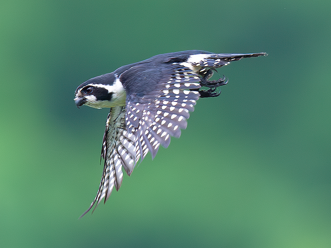 Pied Falconet