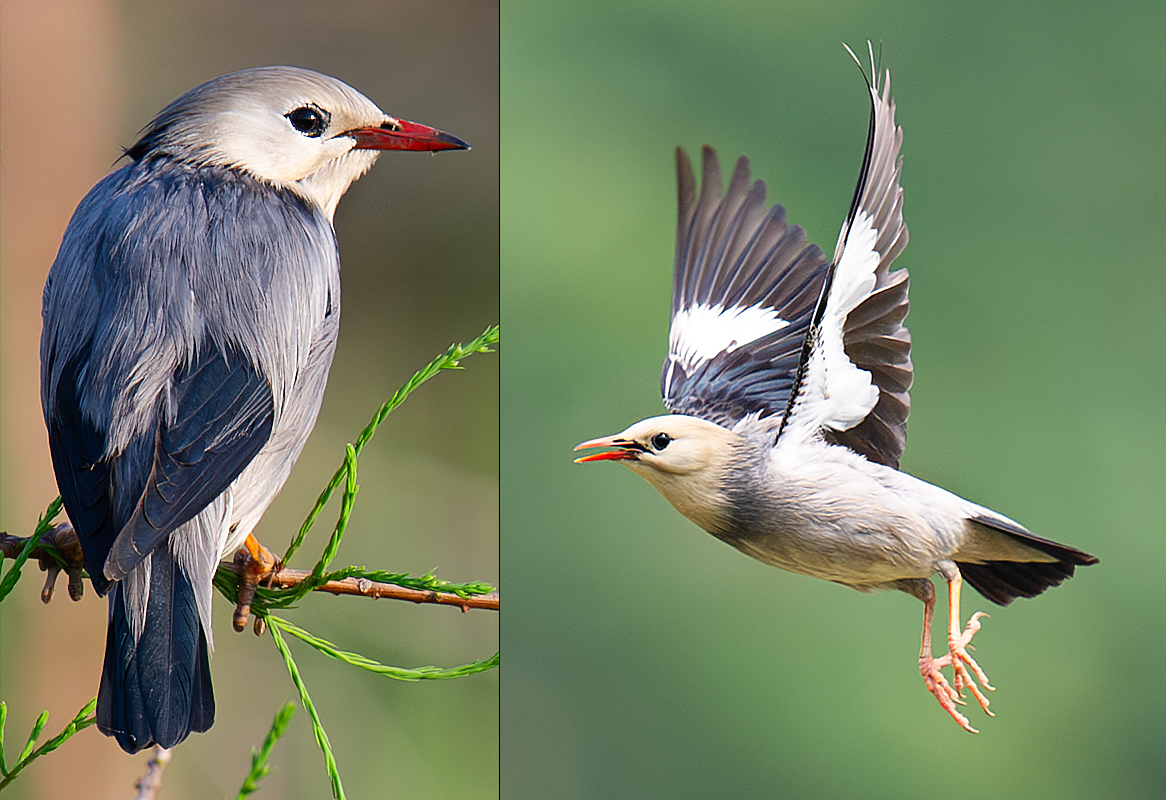 Red-billed Starling