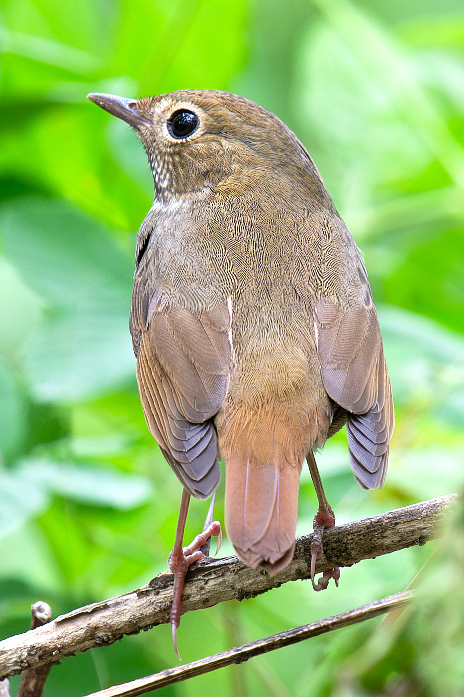 Rufous-tailed Robin