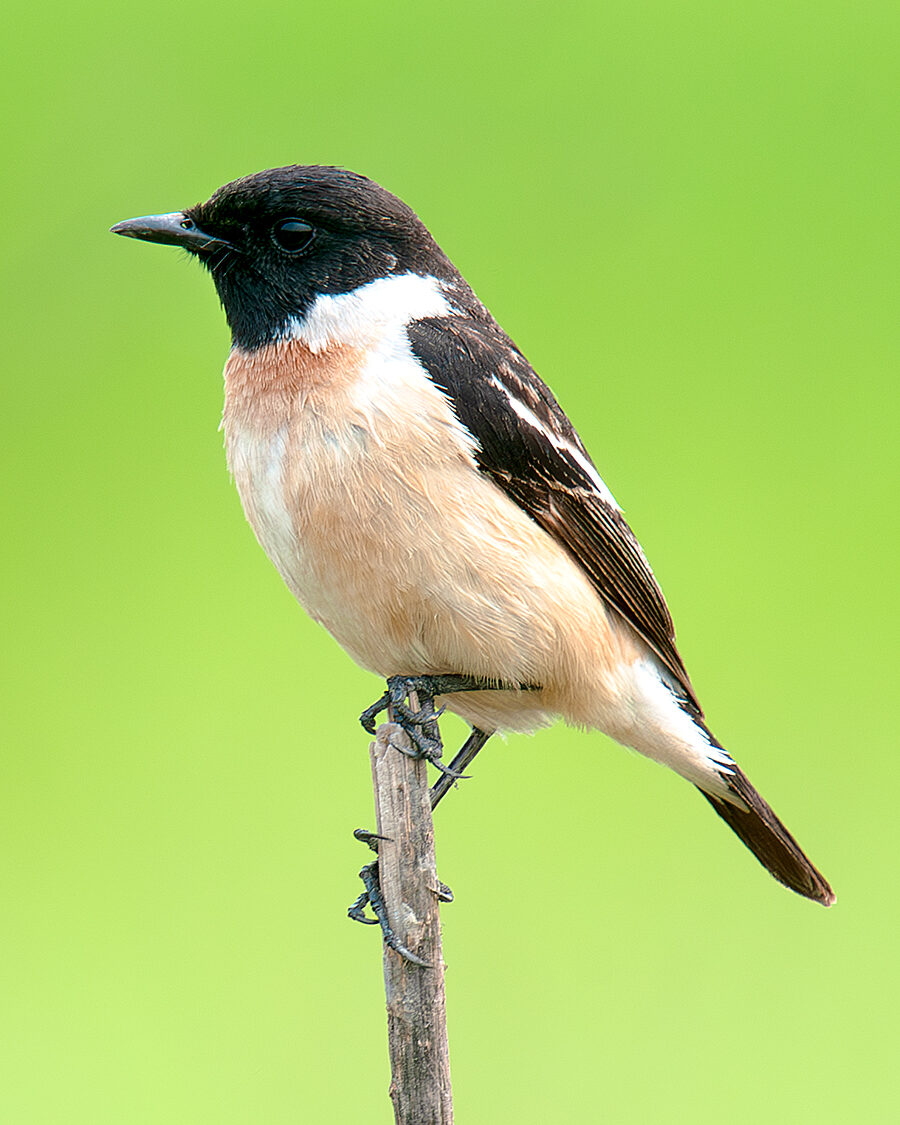 Amur Stonechat