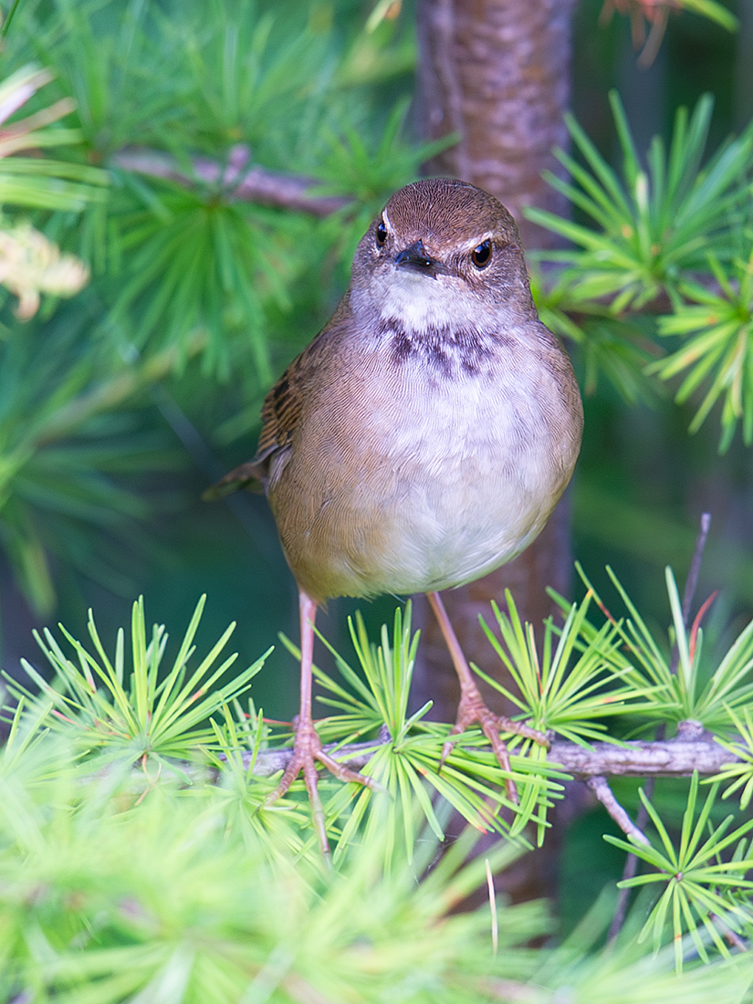 Baikal Bush Warbler