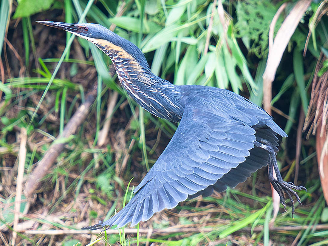 Black Bittern