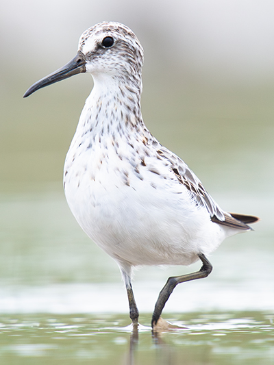 Broad-billed Sandpiper