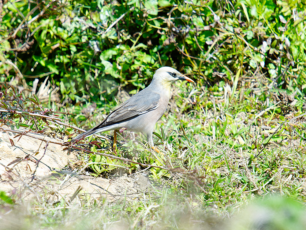 Burmese Myna