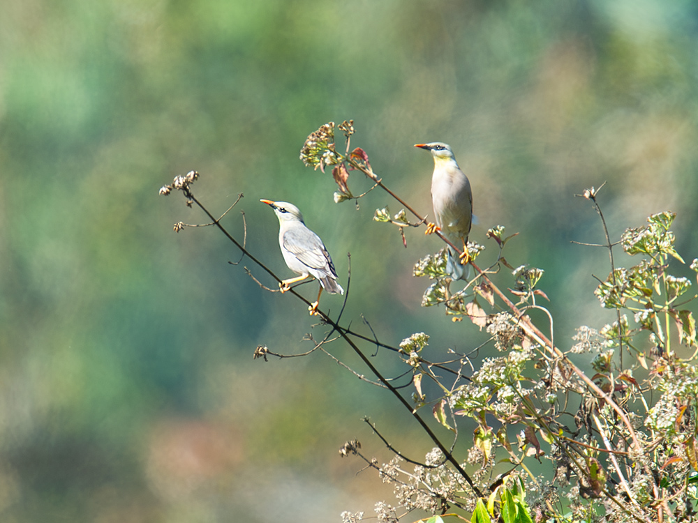 Burmese Myna