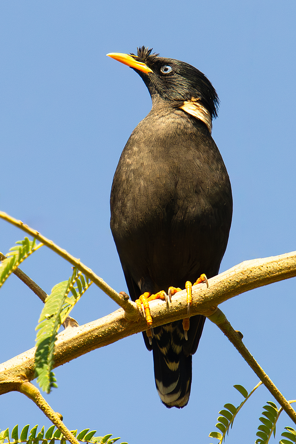 Collared Myna