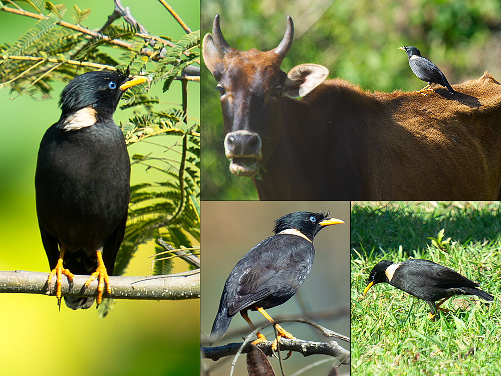 Collared Myna