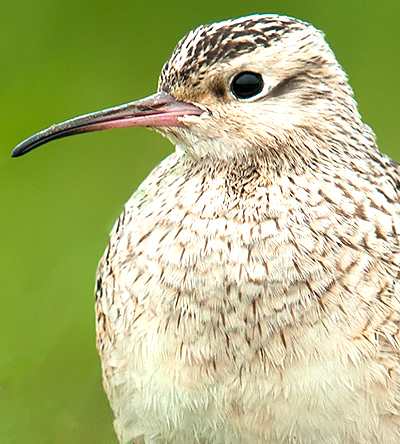 Little Curlew