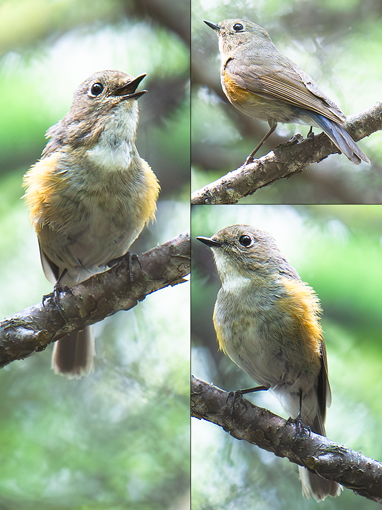 Qilian Bluetail or Gansu Bluetail