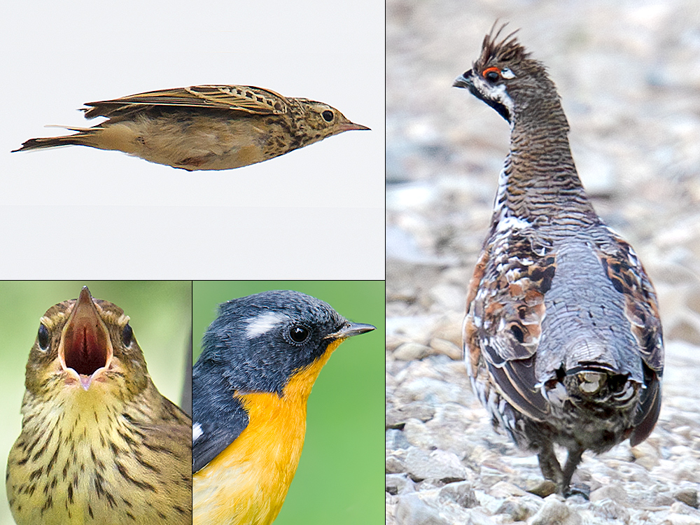 Birds of Northeast China