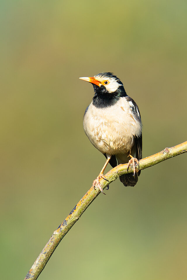 Indian Pied Myna in China - Shanghai Birding 上海观鸟