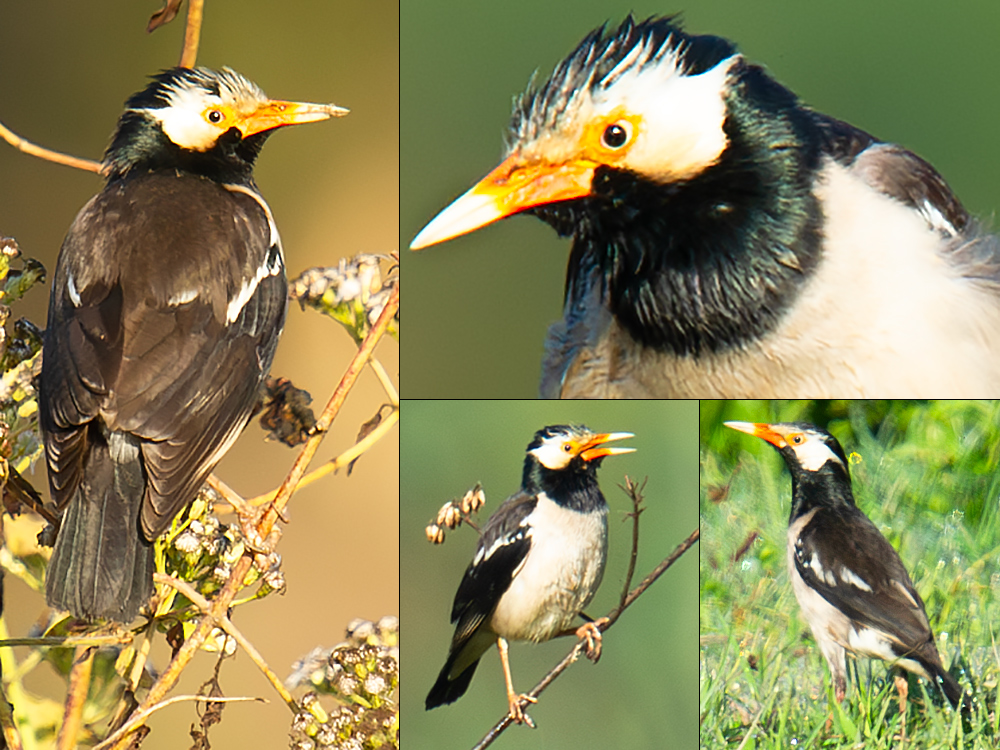 Indian Pied Myna in China - Shanghai Birding 上海观鸟