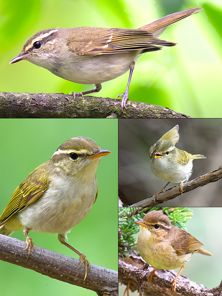 Leaf Warblers