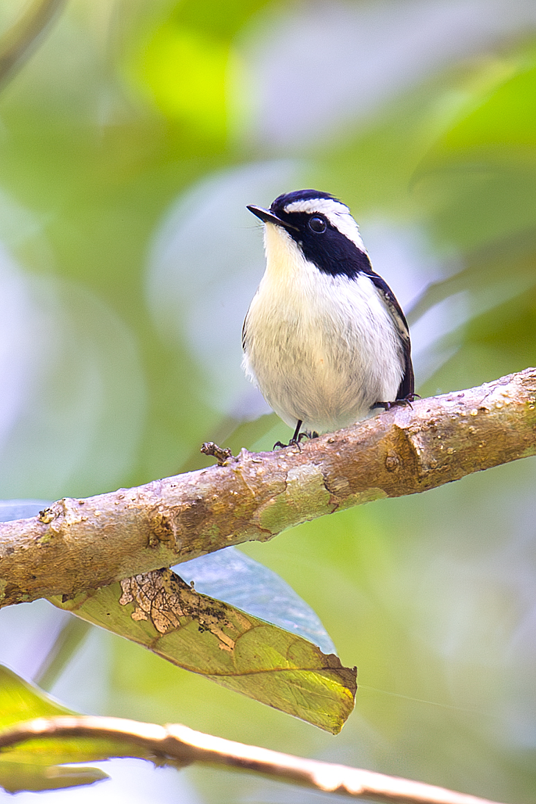 Little Pied Flycatcher