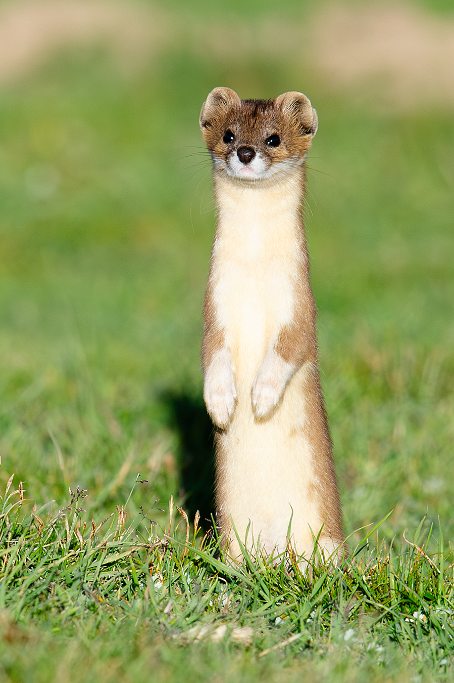 Mountain Weasel