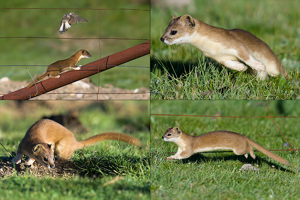 Mountain Weasel