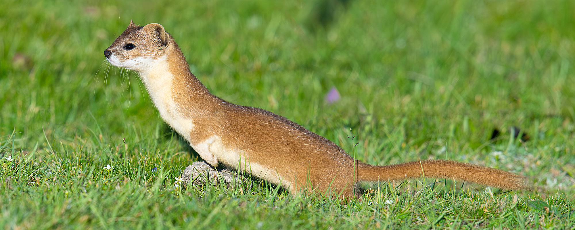 Mountain Weasel