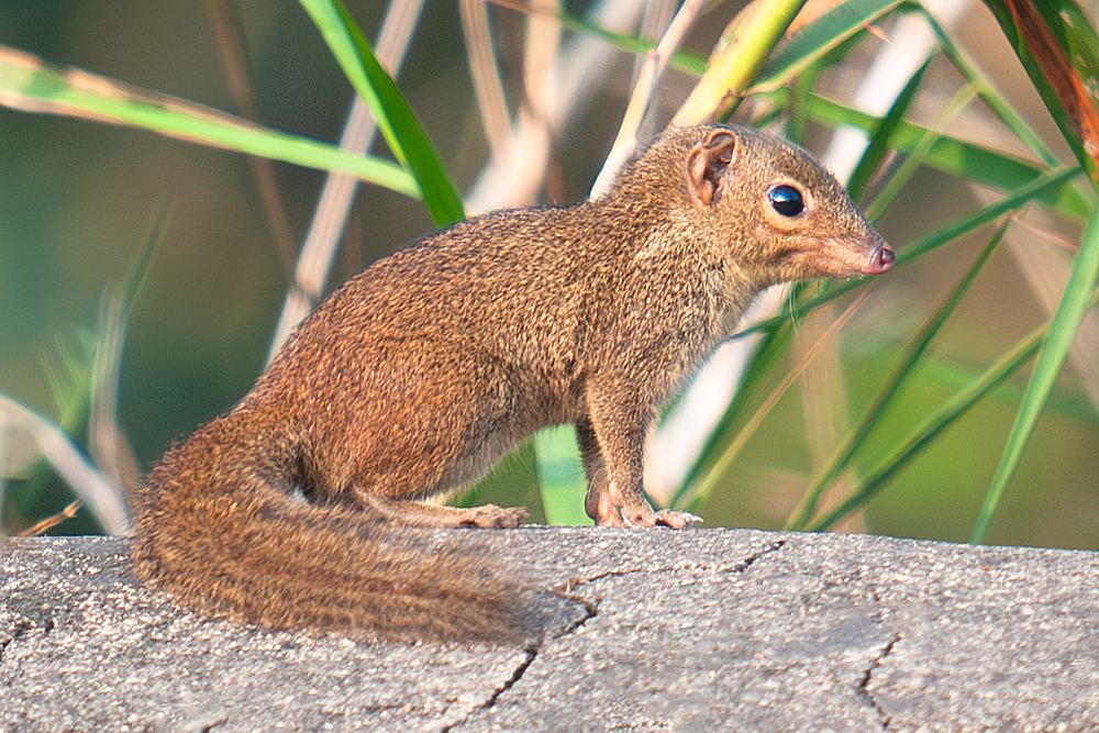 Northern Tree Shrew