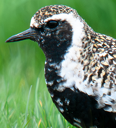 Pacific Golden Plover