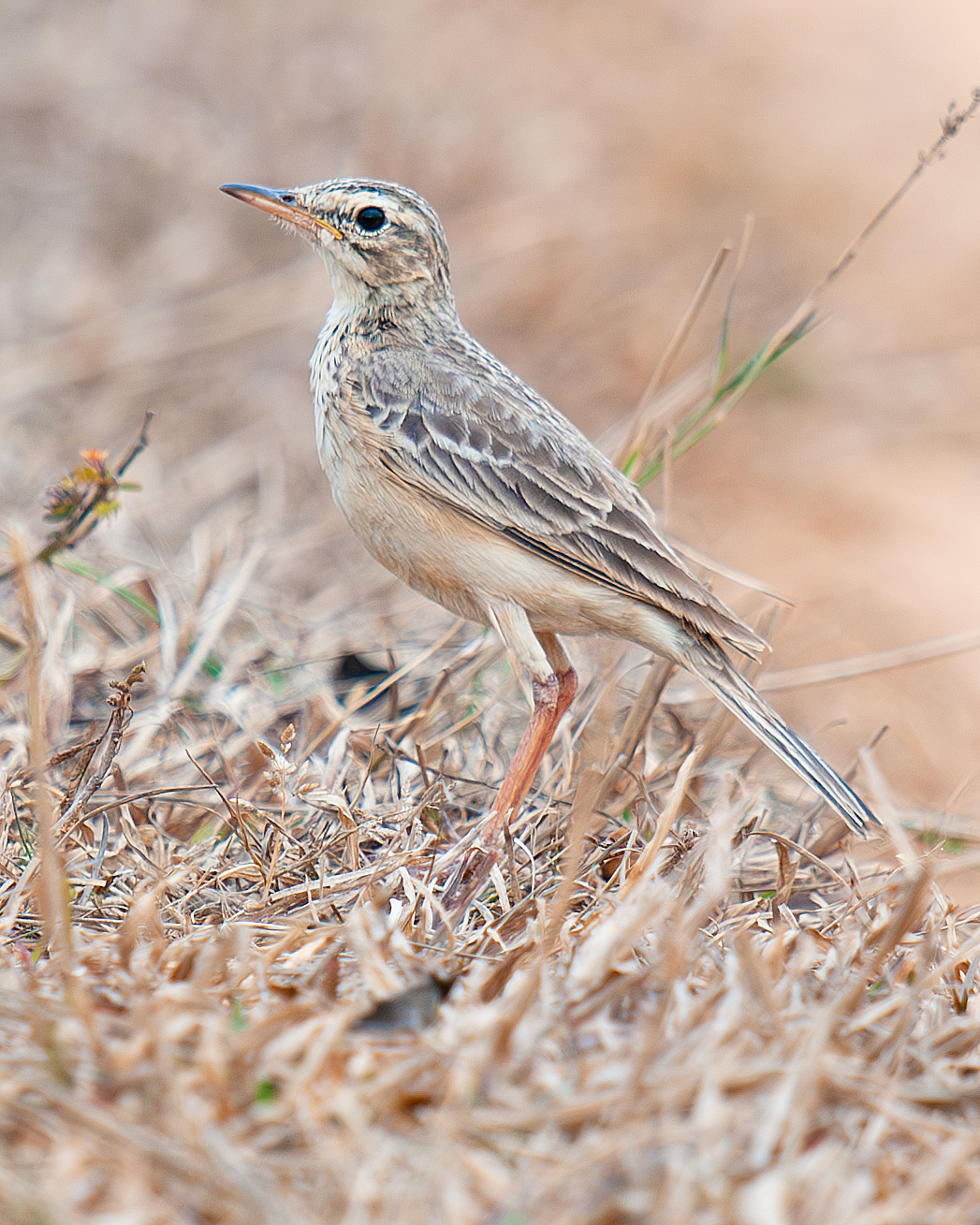 Paddyfield Pipit