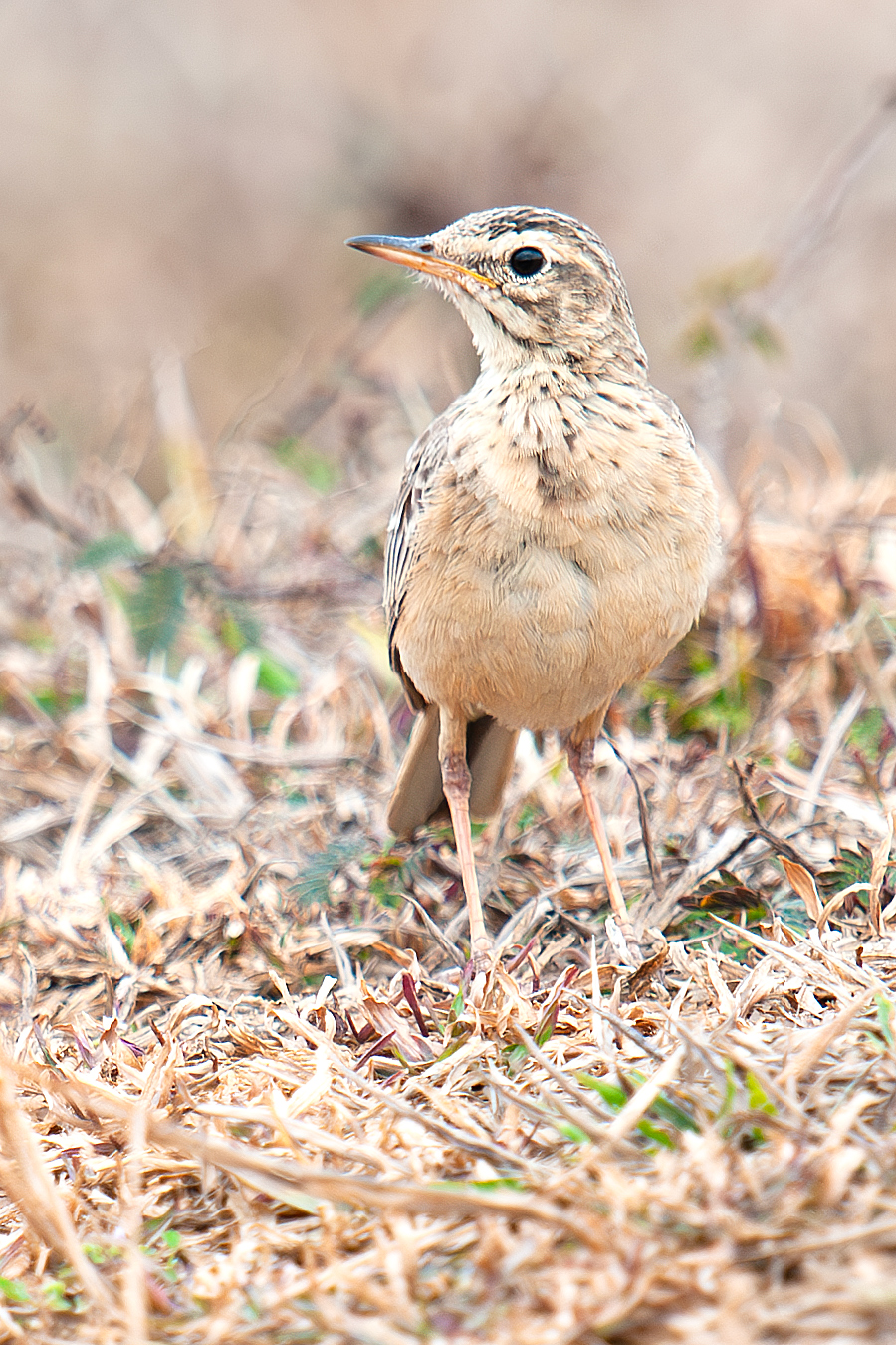 Paddyfield Pipit