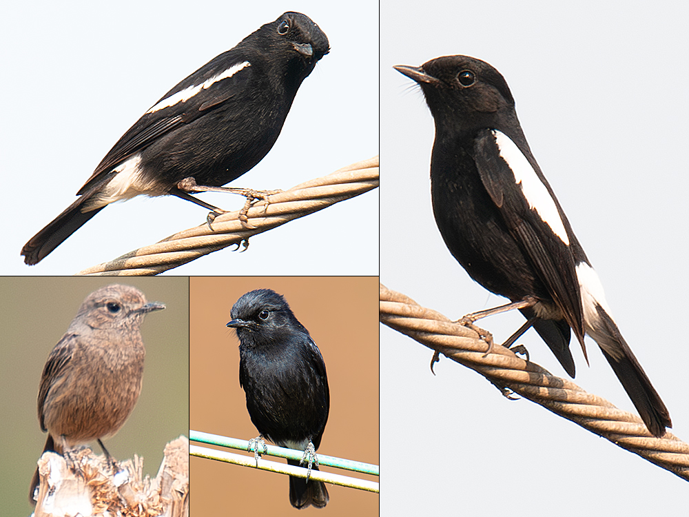 Pied Bush Chat