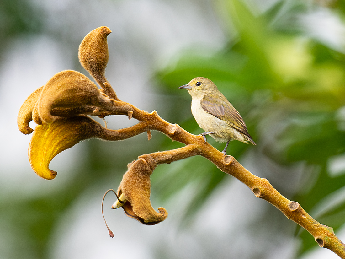 Plain Flowerpecker