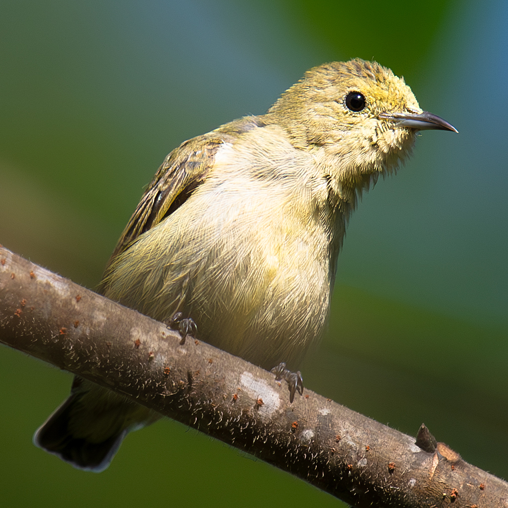 Plain Flowerpecker