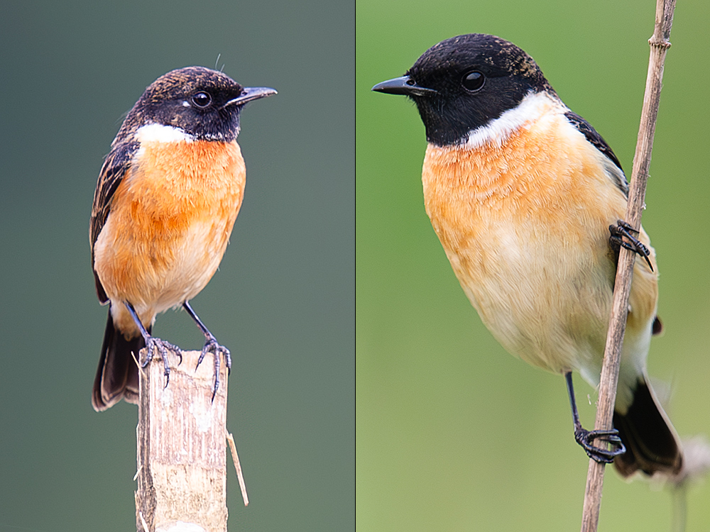 Siberian (Przevalski's) and Amur Stonechat