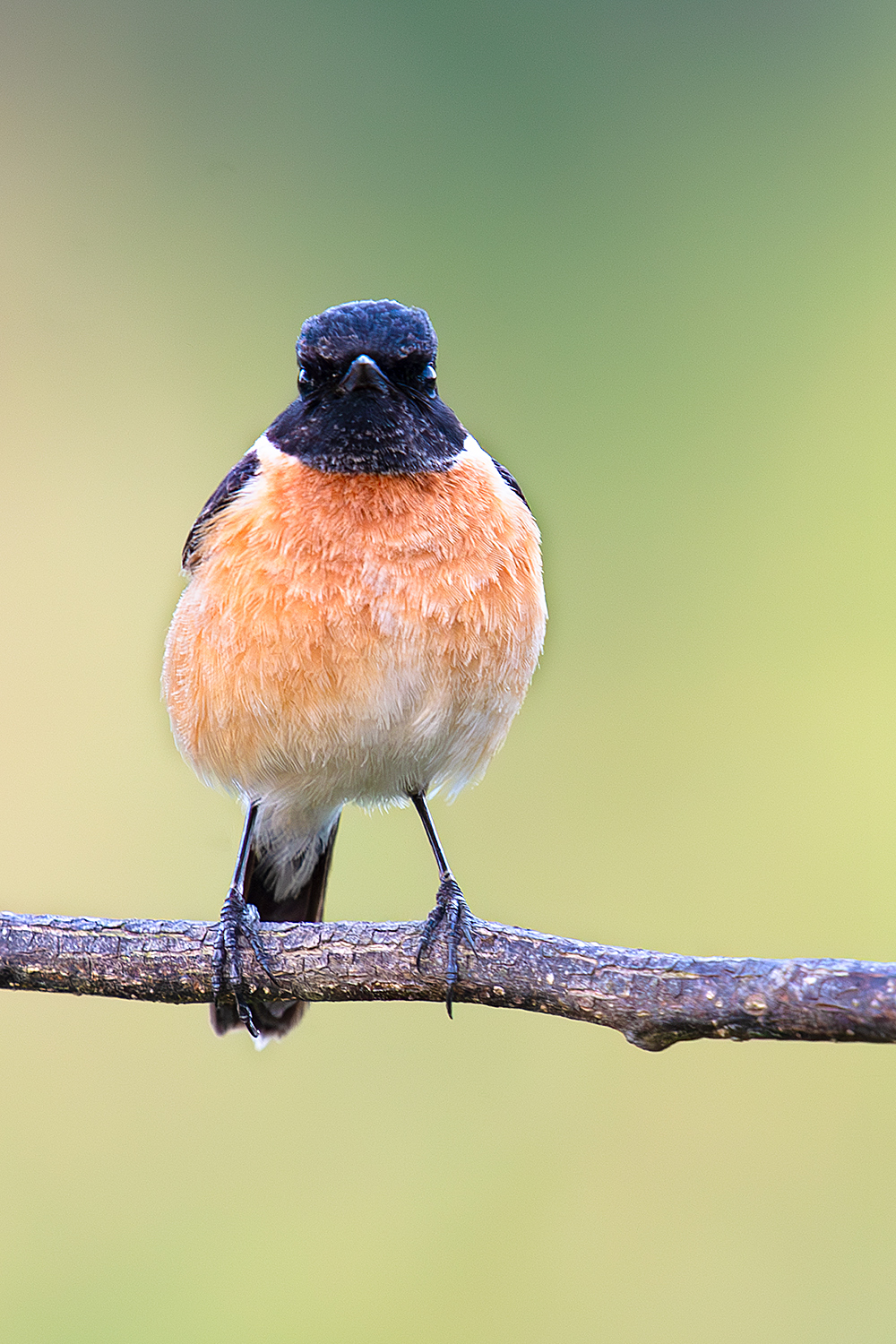 Siberian (Przevalski's) Stonechat