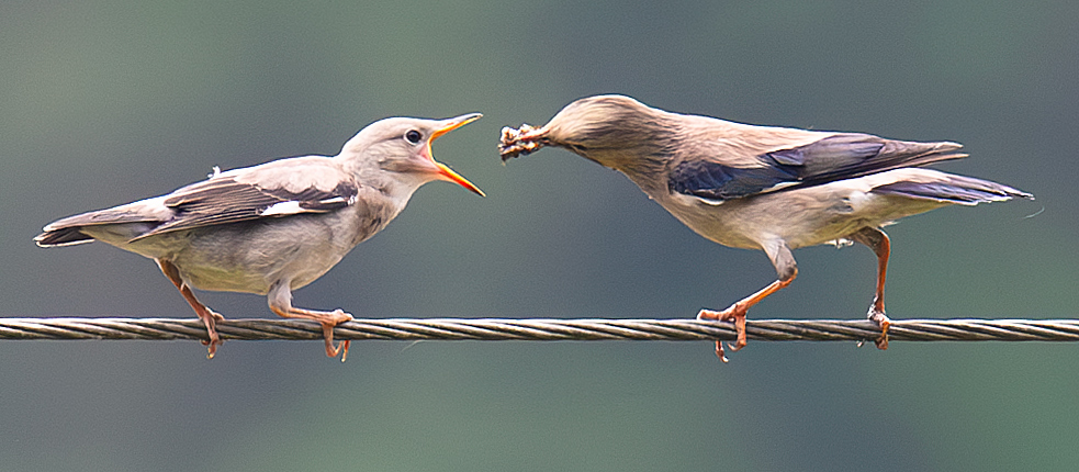 Red-billed Starling