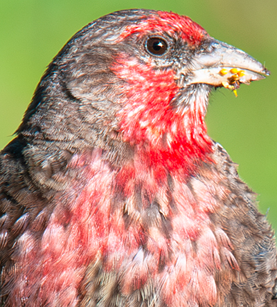 Red-fronted Rosefinch