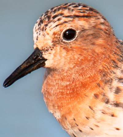 Red-necked Stint