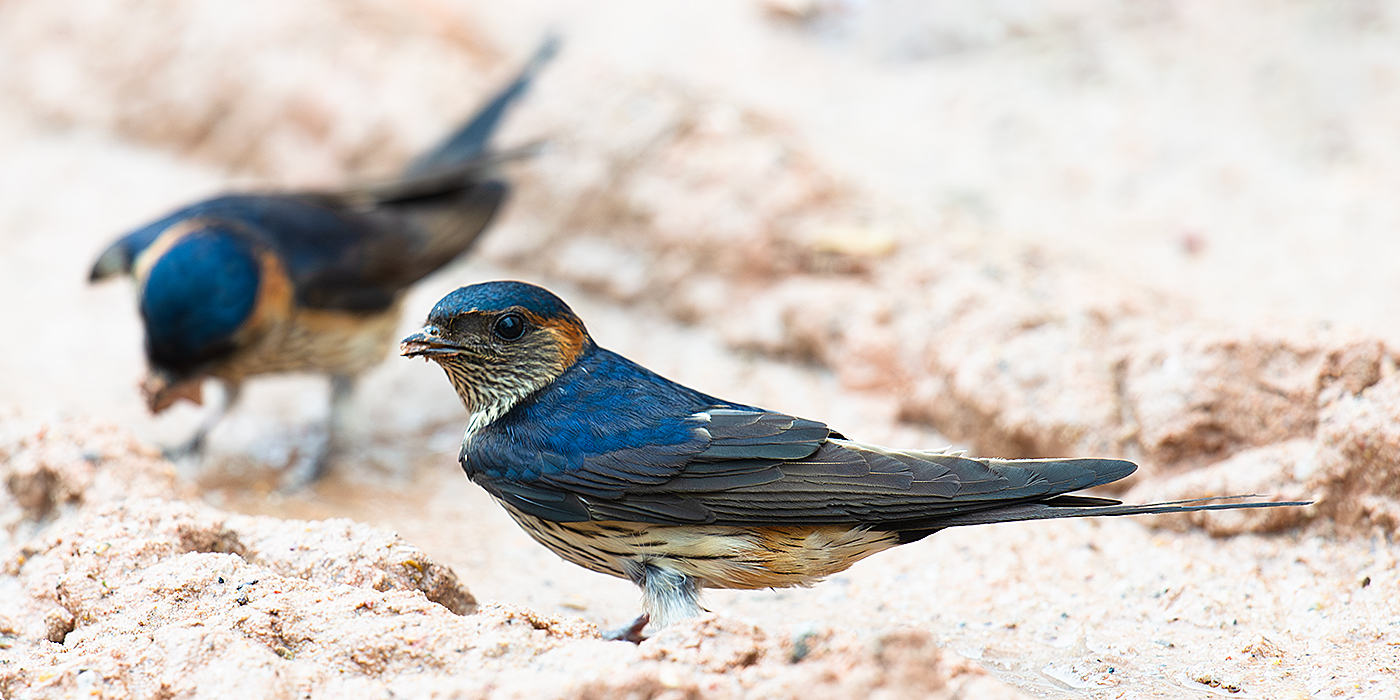 Red-rumped Swallow