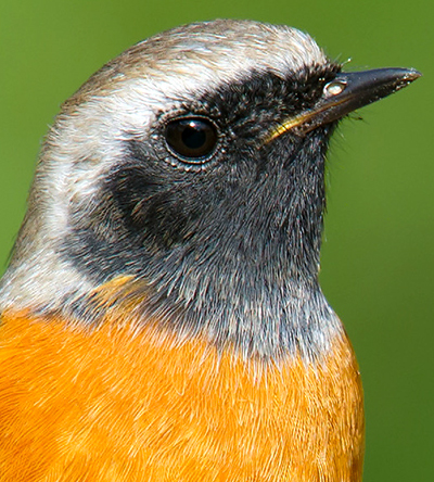 Daurian Redstart