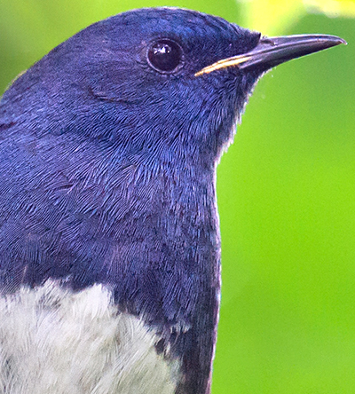 White-bellied Redstart