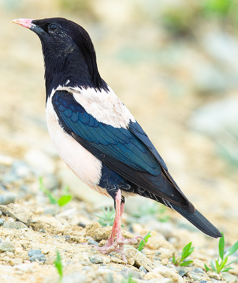 Rosy Starling