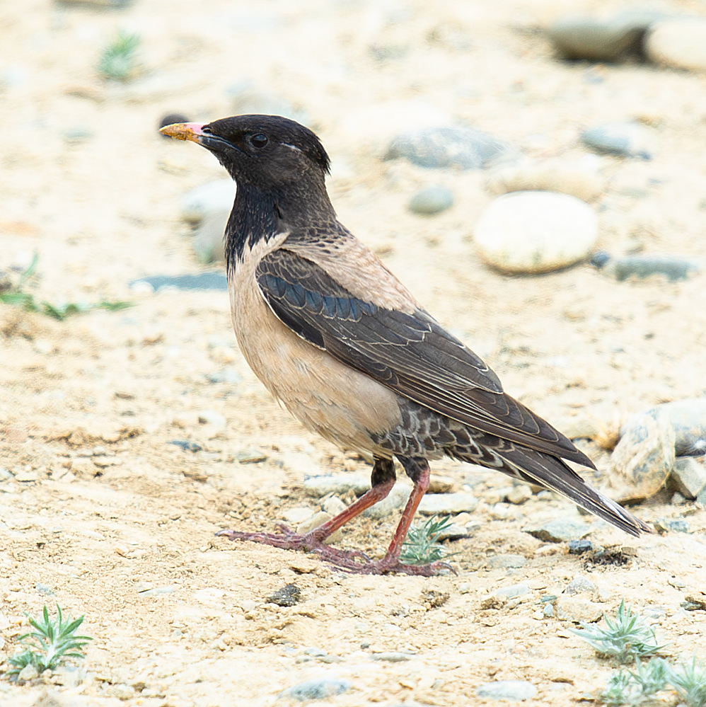 Rosy Starling