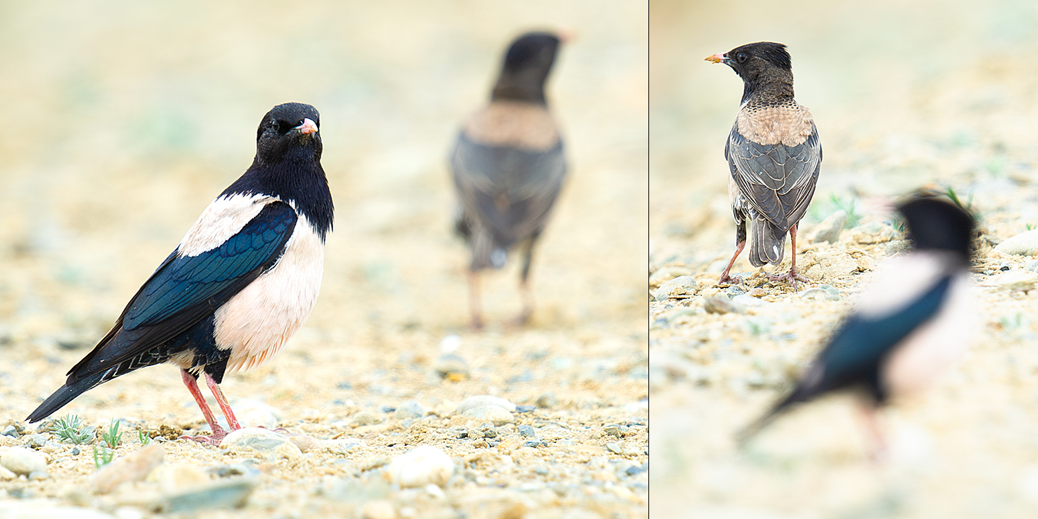 Rosy Starling