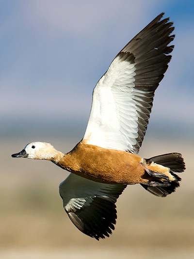 Ruddy Shelduck