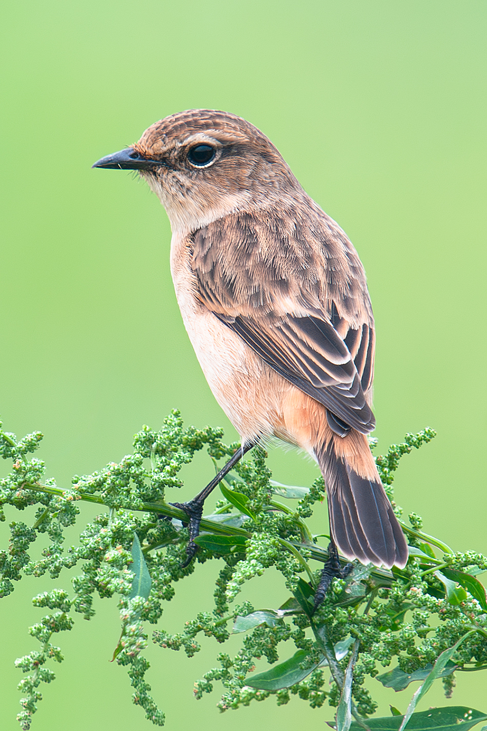 Amur Stonechat